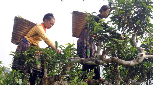 Con đường trà Việt – Kỳ 1: Nơi “thủy tổ” của chè rừng Việt